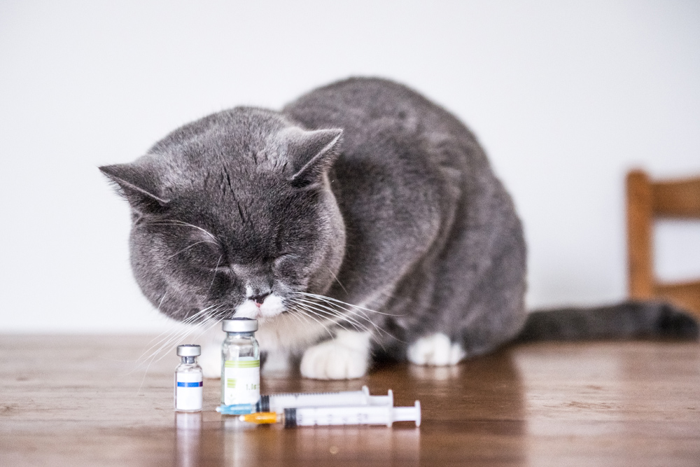 Cat sitting in front of vaccine vials & syringes - Why Rabies Vaccinate? - Pawsome Vet Care
