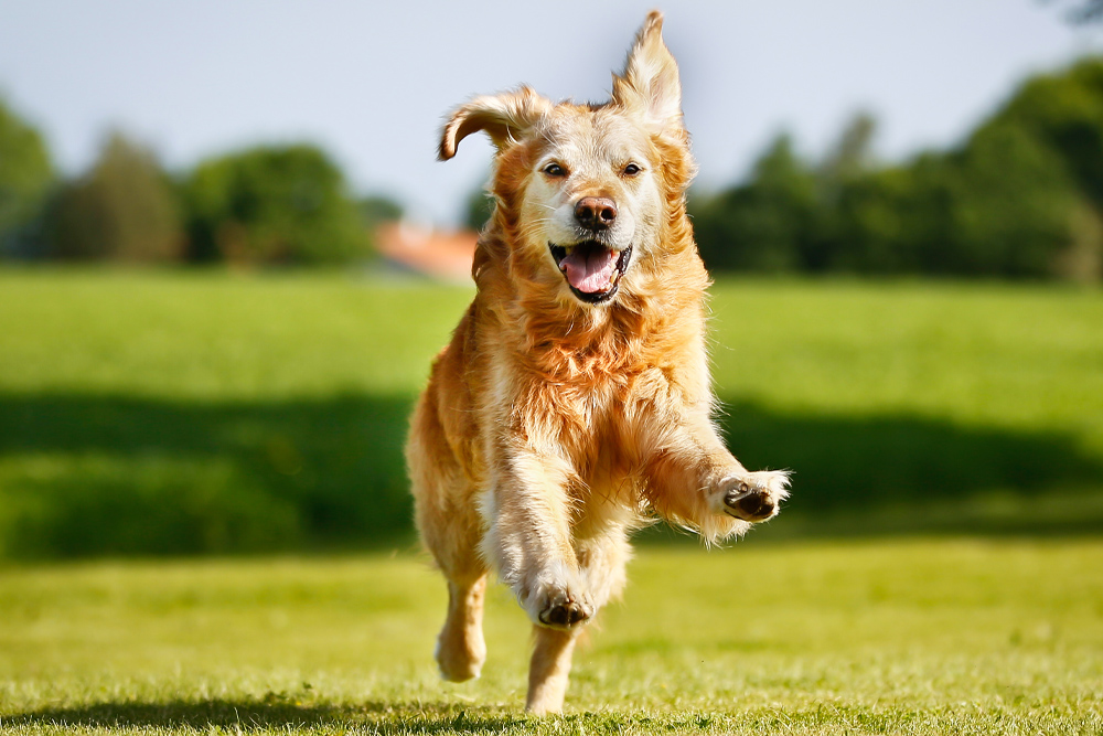 Golden Retriever running through a field - Why Fear Free - Pawsome Vet Care