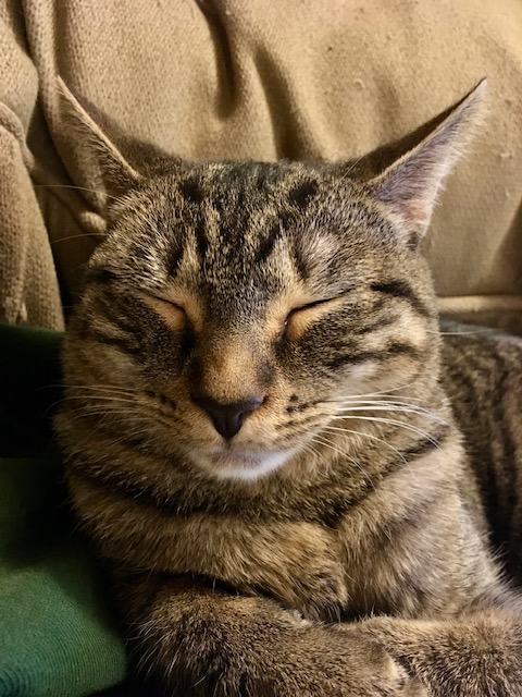 Brown Tabby Cat with eyes closed and looking calm - Fear Free Vet - Pawsome Vet Care - Photo by Alexis Soutter, DVM Brown Tabby Cat with eyes closed and looking calm - Fear Free Vet - Pawsome Vet Care - Photo by Alexis Soutter, DVM